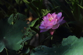 Enlarge photo 98
