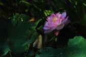 Enlarge photo 97