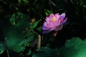 Enlarge photo 95