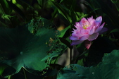 Enlarge photo 93