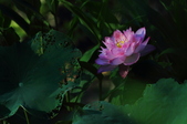 Enlarge photo 94