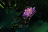 Enlarge photo 92