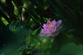 Enlarge photo 91