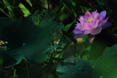 Enlarge photo 89