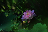 Enlarge photo 88