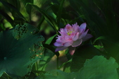 Enlarge photo 87