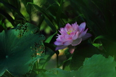 Enlarge photo 86