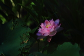 Enlarge photo 83