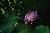 Enlarge photo 82