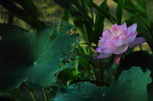 Enlarge photo 81