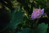 Enlarge photo 80