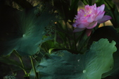 Enlarge photo 79