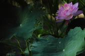 Enlarge photo 78