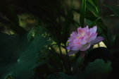 Enlarge photo 76