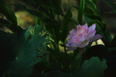 Enlarge photo 75