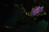 Enlarge photo 72