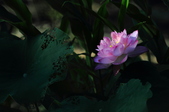 Enlarge photo 70
