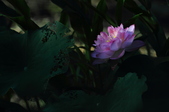 Enlarge photo 69