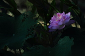 Enlarge photo 68