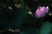 Enlarge photo 67