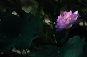 Enlarge photo 66