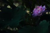 Enlarge photo 65