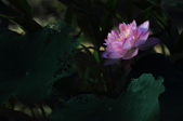 Enlarge photo 64