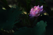 Enlarge photo 63