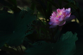 Enlarge photo 62