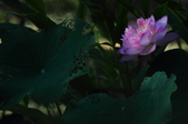 Enlarge photo 60