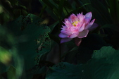 Enlarge photo 59