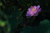 Enlarge photo 58