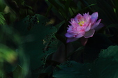 Enlarge photo 57