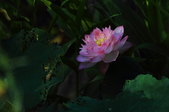 Enlarge photo 56
