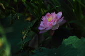 Enlarge photo 55