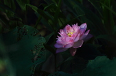 Enlarge photo 54