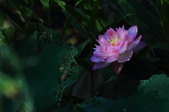 Enlarge photo 53