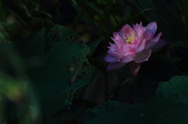 Enlarge photo 52