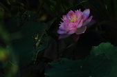 Enlarge photo 51