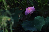 Enlarge photo 48