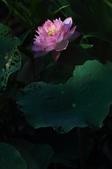 Enlarge photo 49