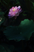 Enlarge photo 47