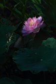 Enlarge photo 46