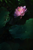 Enlarge photo 45