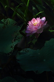 Enlarge photo 43