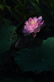 Enlarge photo 42