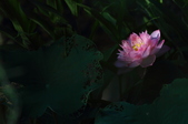 Enlarge photo 41