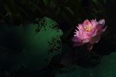 Enlarge photo 39
