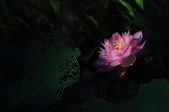 Enlarge photo 38