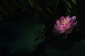 Enlarge photo 37